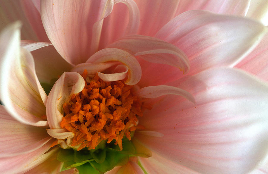 On Being a Dahlia Photograph by Kathy Yates