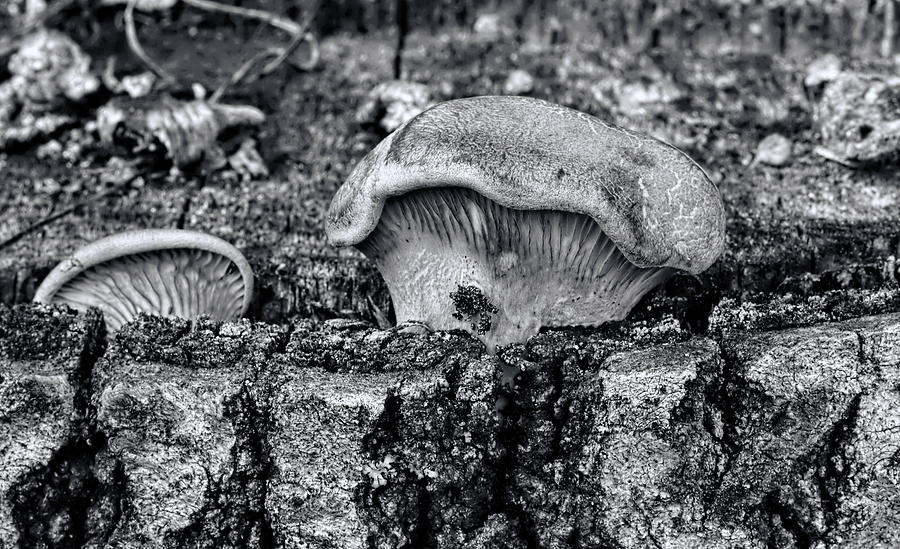 On birch BW - orange/yellow mushroom growing on birch stub Photograph by Leif Sohlman