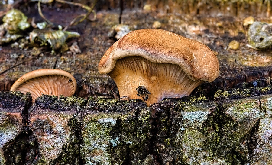 Mushroom Photograph - On birch - orange/yellow mushroom growing on birch stub by Leif Sohlman