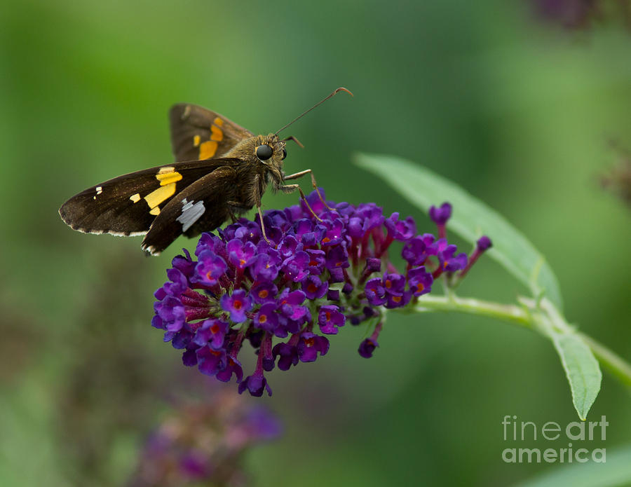 On Brians butterfly bush. Photograph by Douglas Stucky