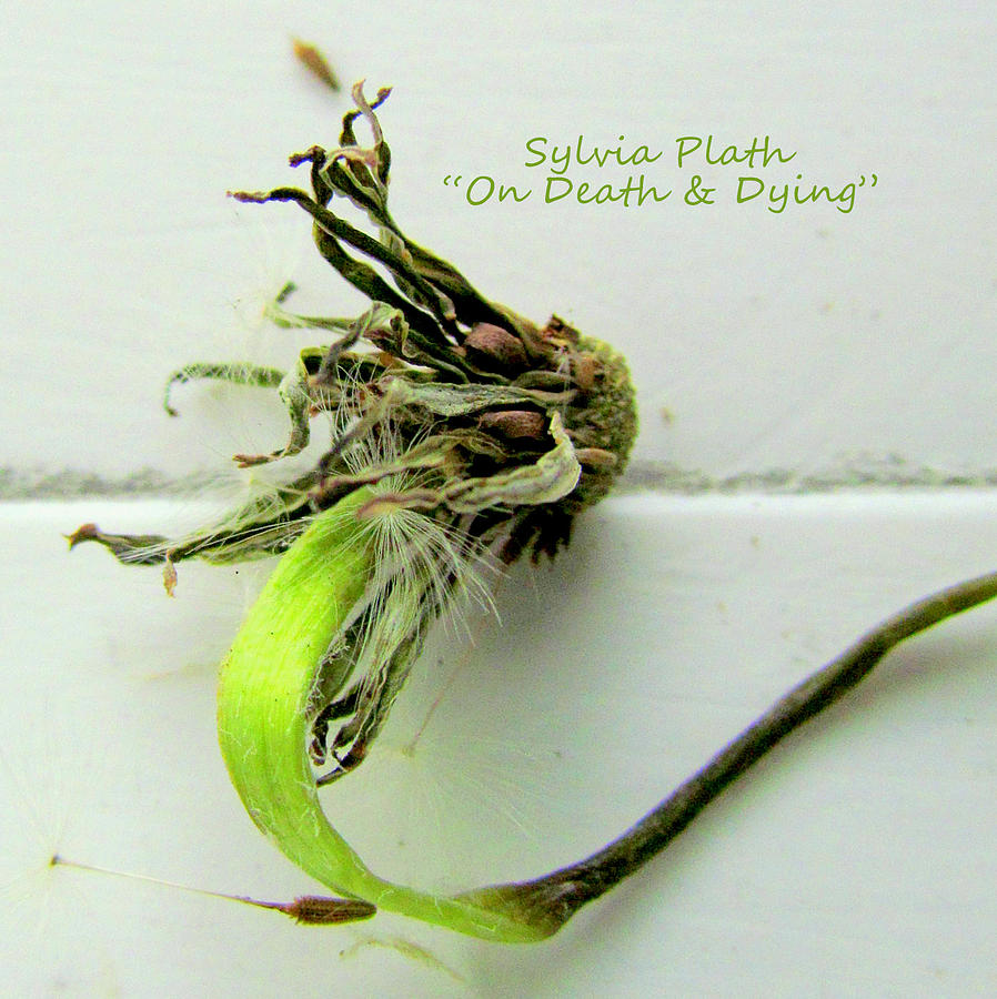 On Death and Dying Photograph by Lori Lafargue