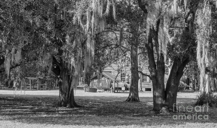 On Destrehan Plantation Monochrome Photograph by Kathleen K Parker