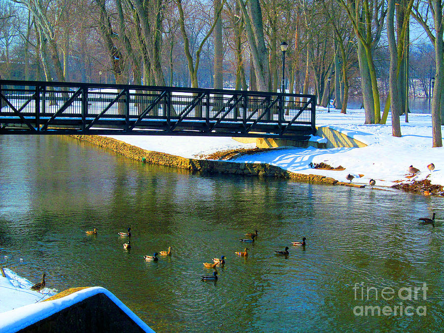 Duck Photograph - On Duck Pond in Wintertime by Tina M Wenger