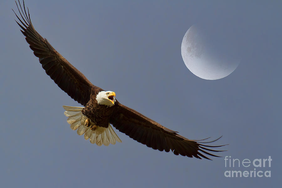 On Eagles Wings Photograph by Jim Garrison