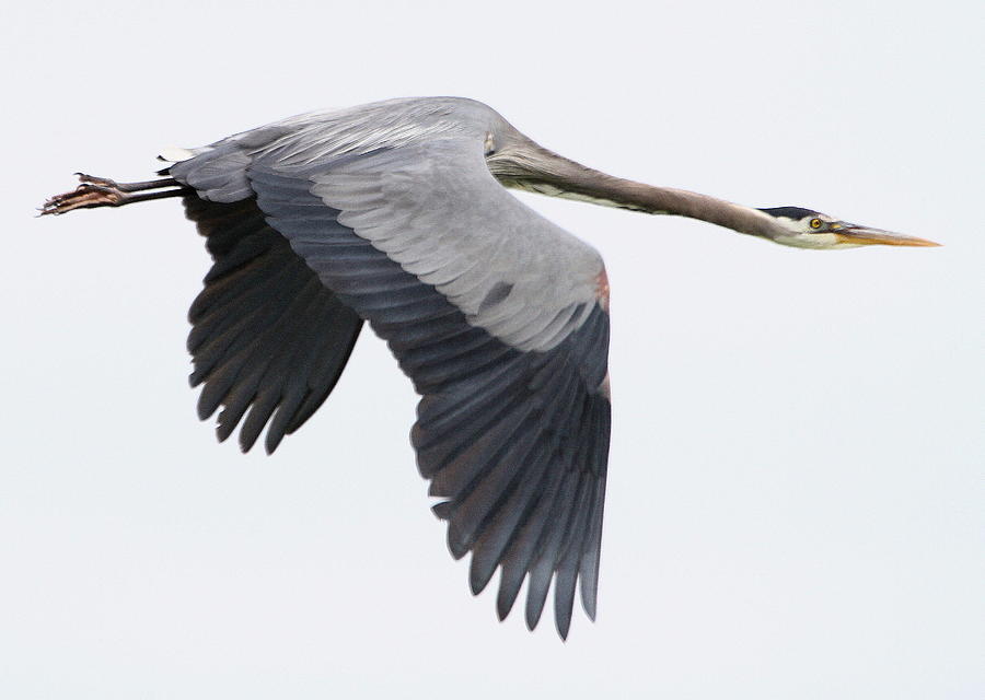 Heron Photograph - On Final Approach by Angie Vogel