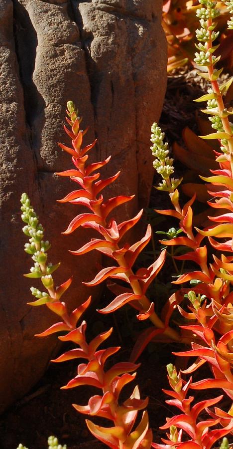On Fire Succulent  Photograph by Linda Brody