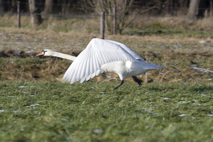 On flying mute swan Netherlands Photograph by Ronald Jansen - Fine Art ...