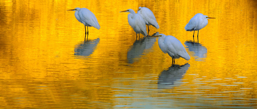 On Golden Pond 2 Photograph by Tam Ryan