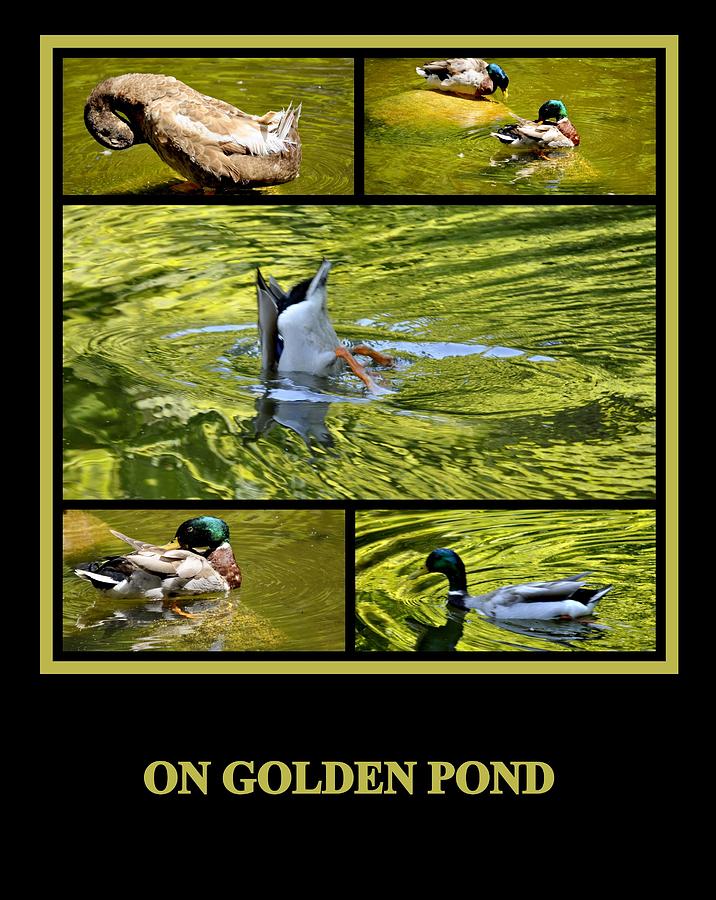 On Golden Pond Photograph by AJ  Schibig