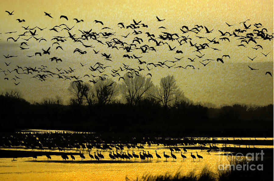 Sandhill Cranes Photograph - On Golden Pond by Elizabeth Winter