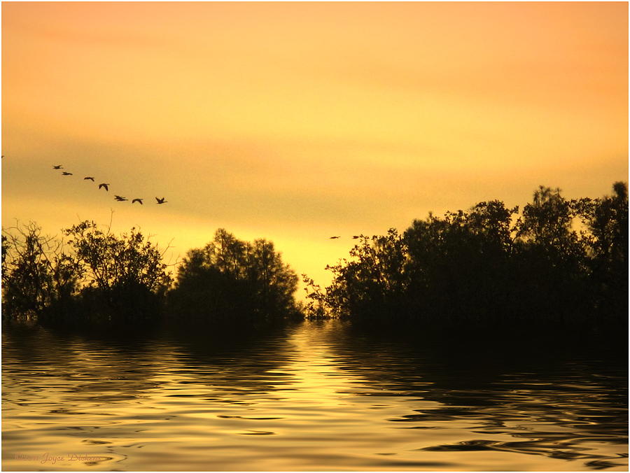 On Golden Pond Photograph by Joyce Dickens