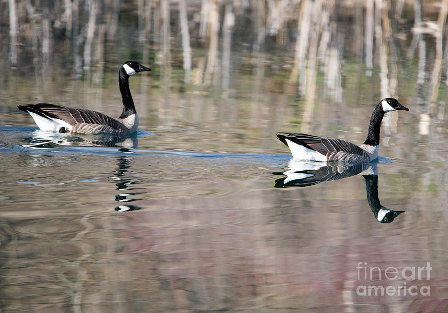 Geese Photograph - On Golden Pond by Michael Dawson