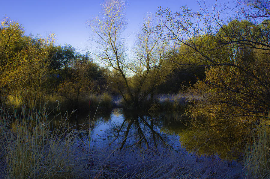 On Golden Pond Photograph by Sherri Meyer