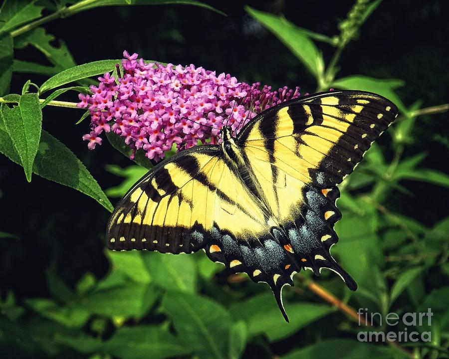 On Golden Wings Photograph by Sharon Woerner