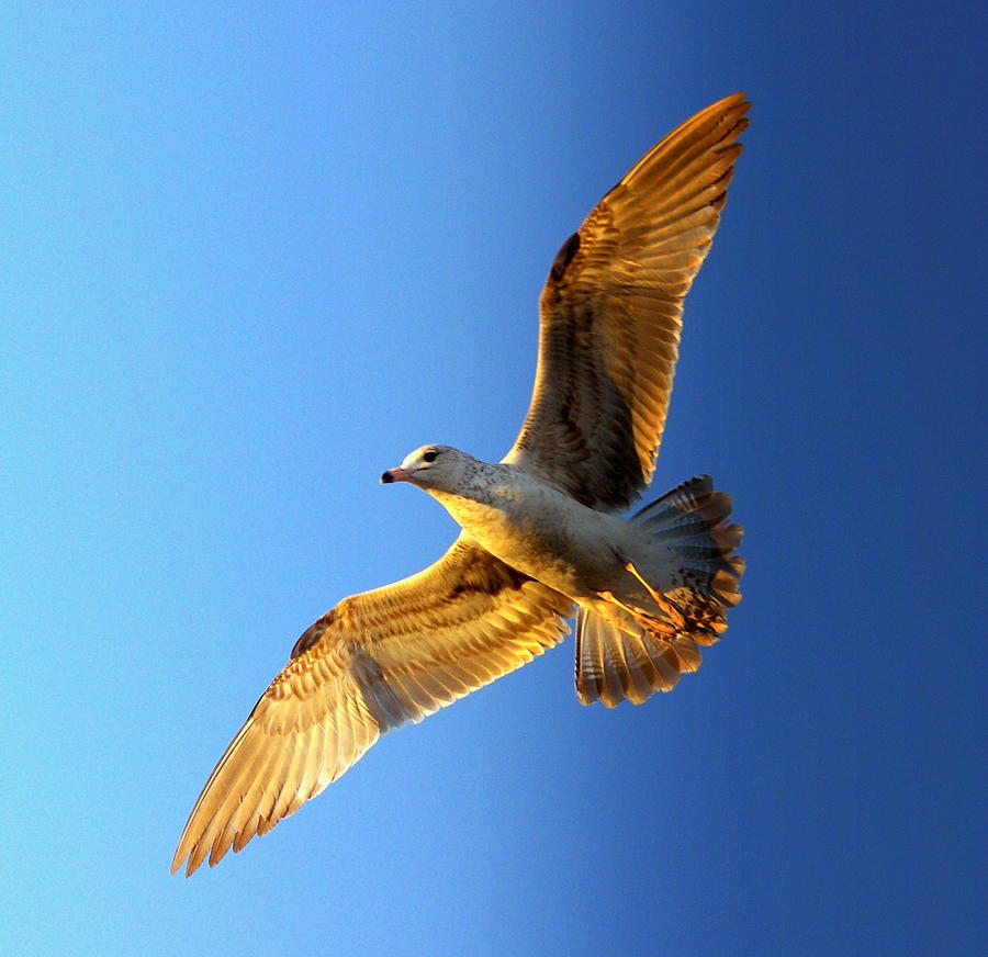Seagull Photograph - On Golden Wings  by Walter Holland