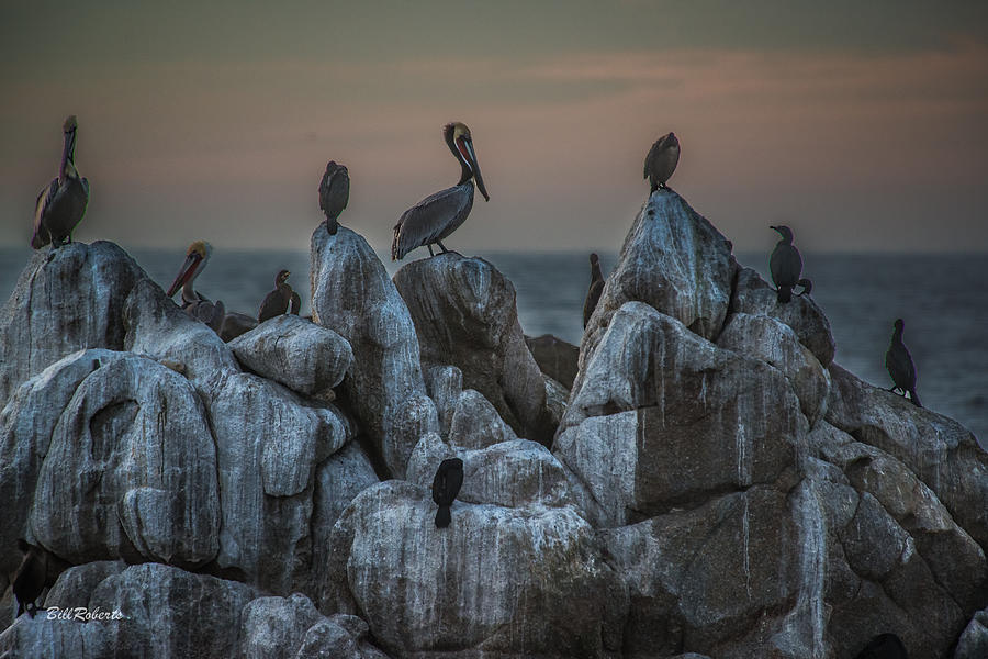 Bird Photograph - On Guard by Bill Roberts