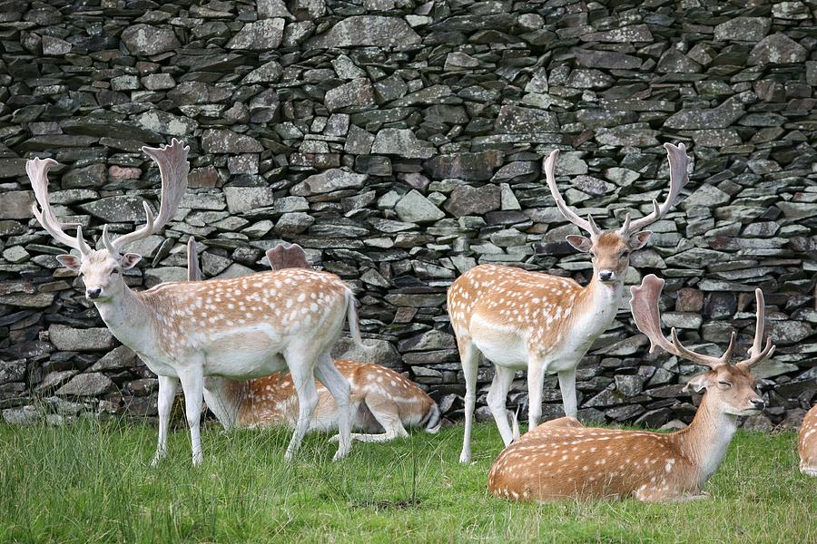 Deer Photograph - On Guard by Mark Severn