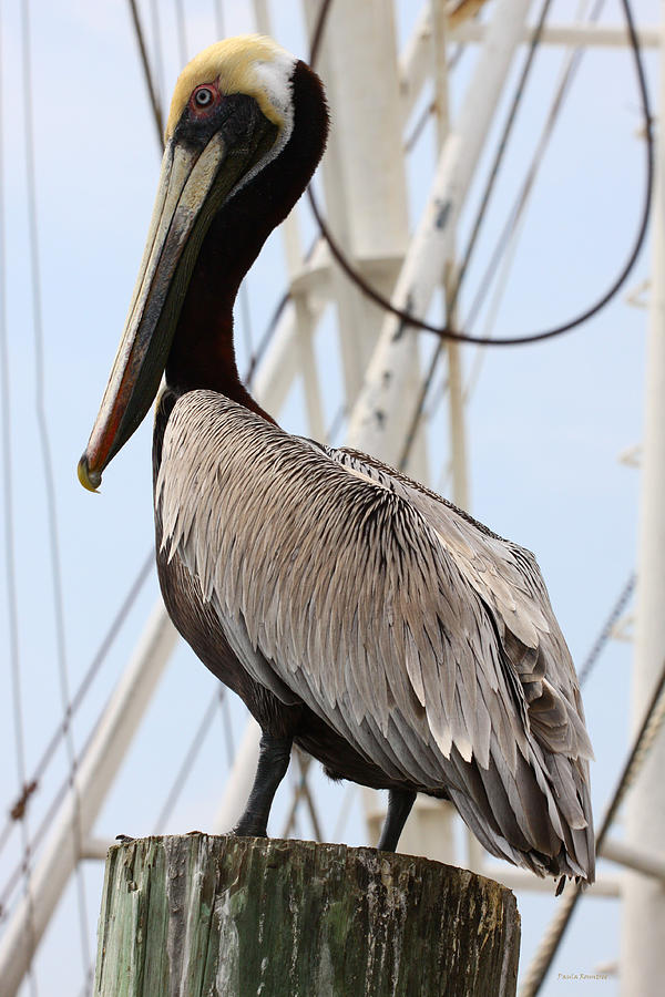 Pelican Photograph - On Guard by Paula Rountree Bischoff