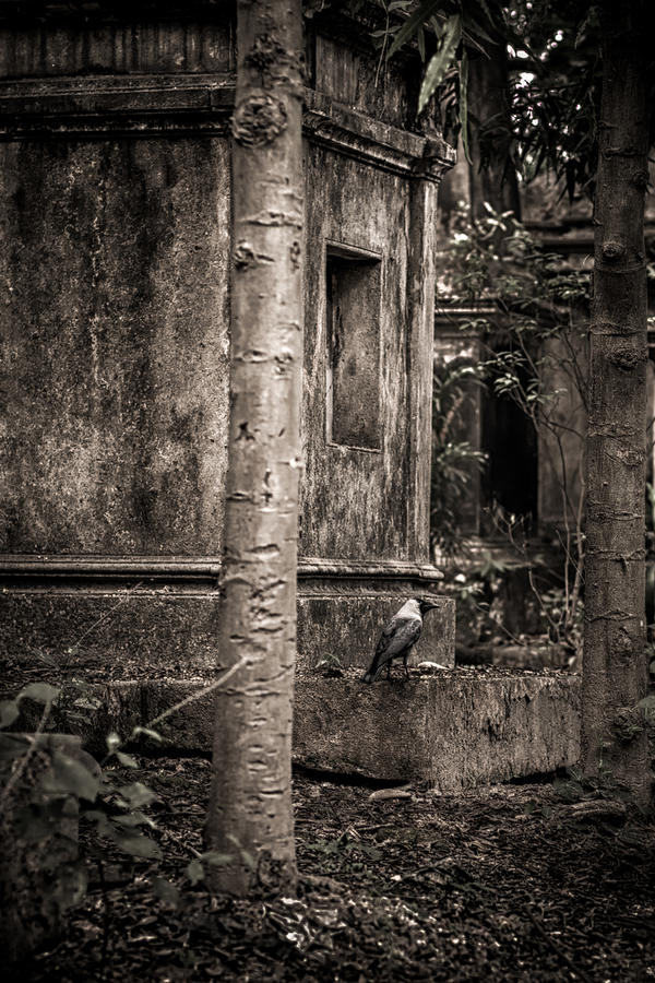 Crow Photograph - On Guard by Scott Wyatt