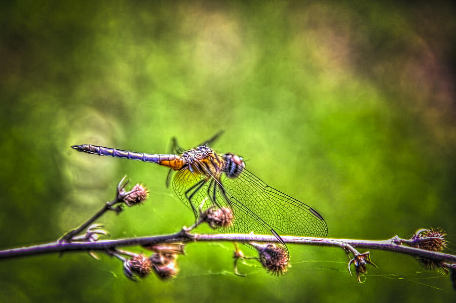 Bugs Photograph - On Lookout by Marvin Spates