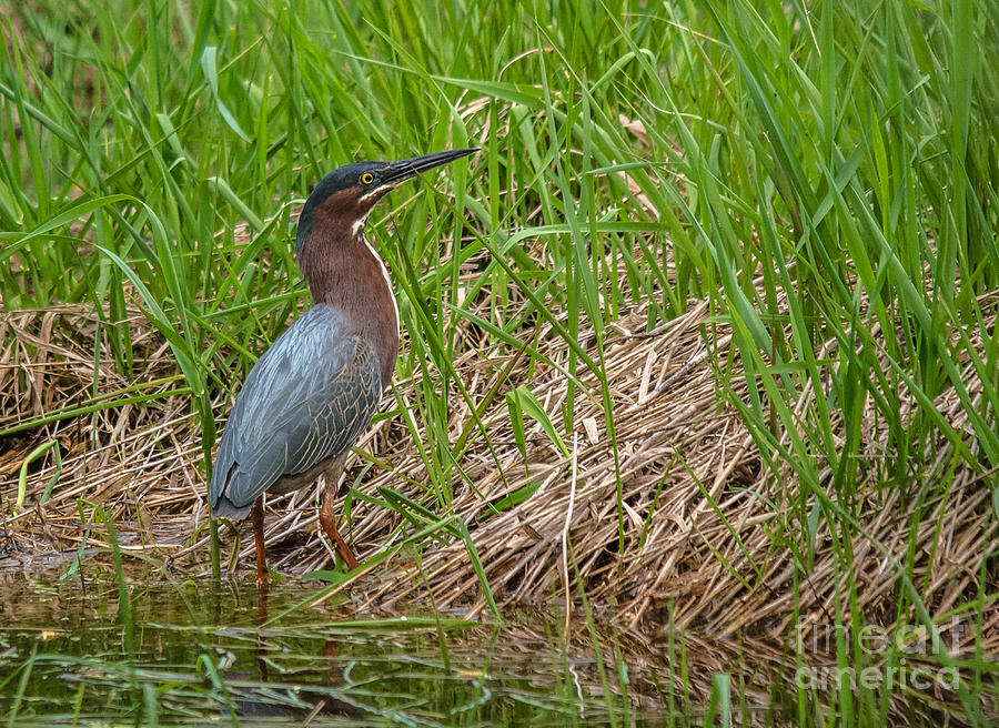 On my Pond Photograph by Cheryl Baxter