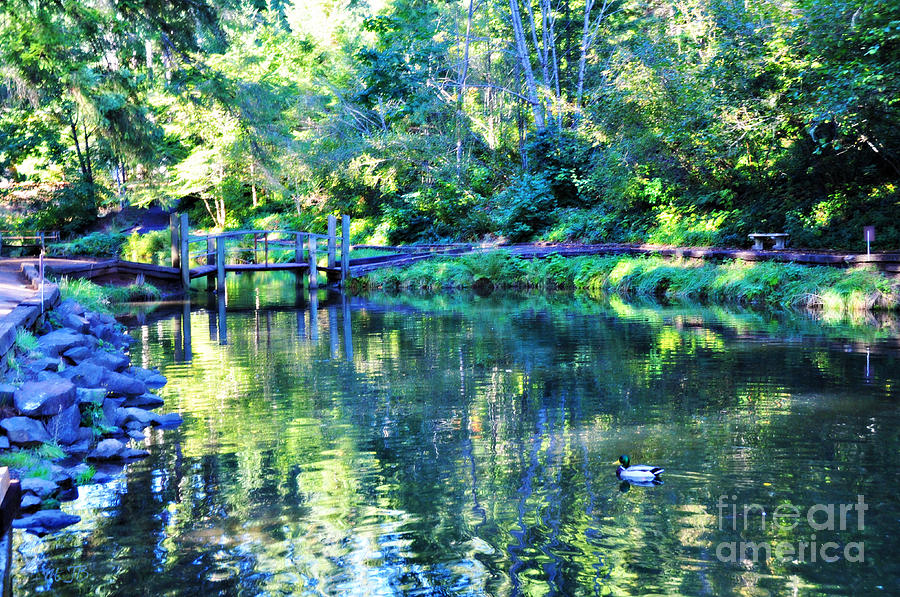 On Reflection Pond  Photograph by Mindy Bench