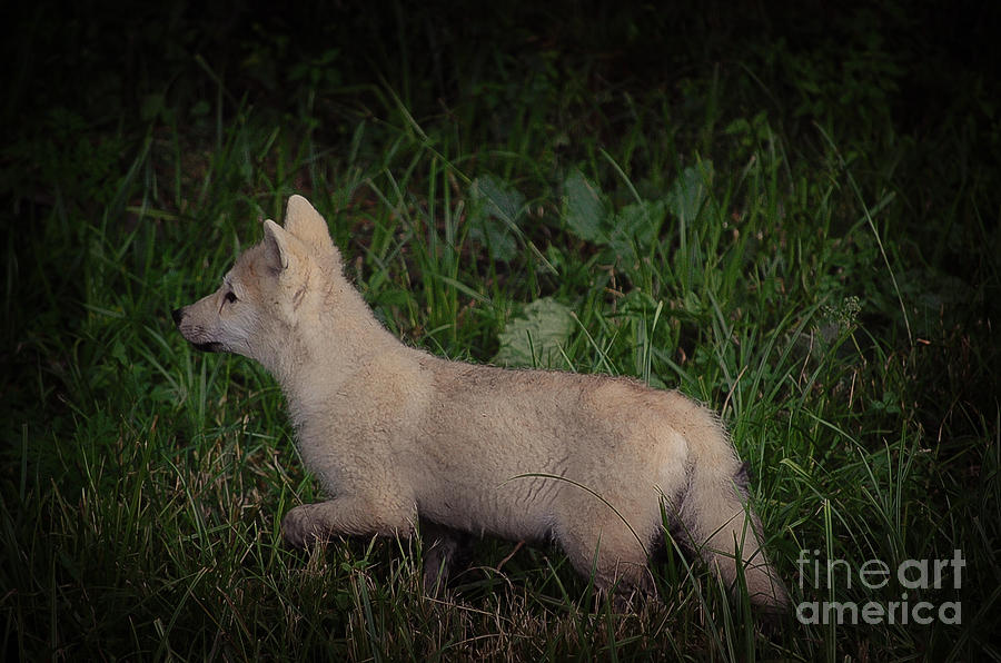 Wildlife Photograph - On the Alert by Bianca Nadeau