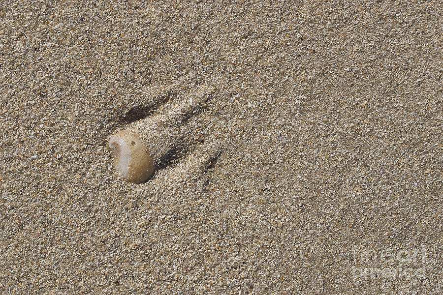 Pattern Photograph - Shell On The Beach by Steven Ralser