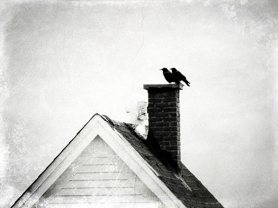 Bird Photograph - On The Chimney by Zinvolle Art