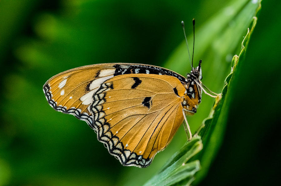 Butterfly Photograph - On the Edge by Garvin Hunter
