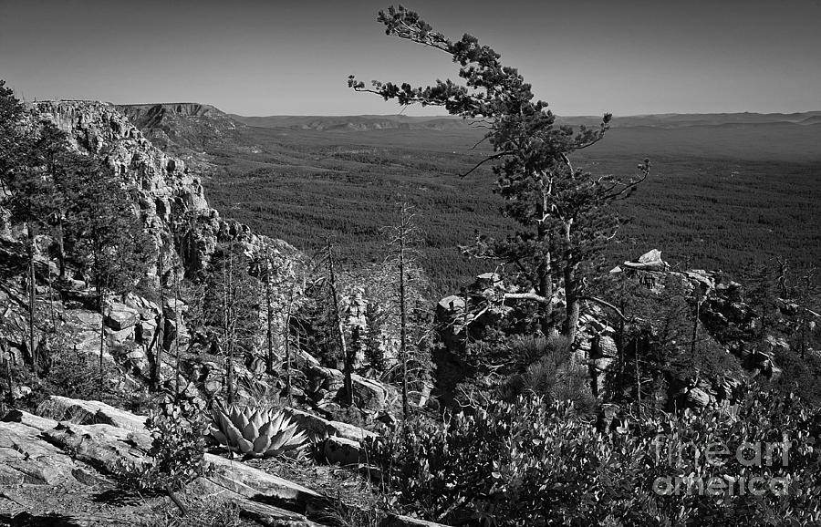 On the Edge of the Mogollon Rim in Black and White Photograph by Lee Craig