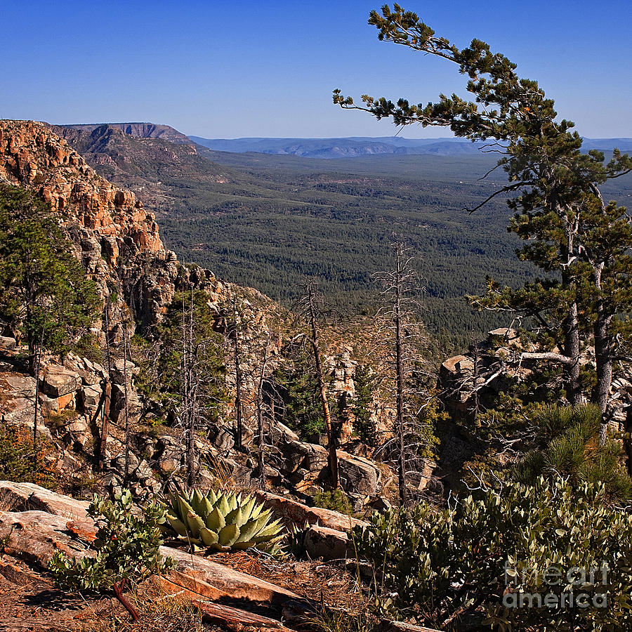 On the Edge of the Mogollon Rim in Square Format Photograph by Lee Craig