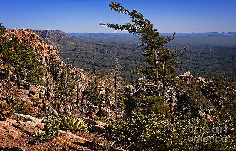 On the Edge of the Mogollon Rim Photograph by Lee Craig