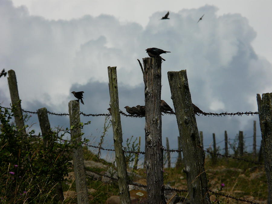 Blackbird Photograph - On the Fence by Elizabeth Holland