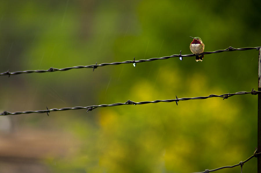 On The Fence  Photograph by Eric Rundle