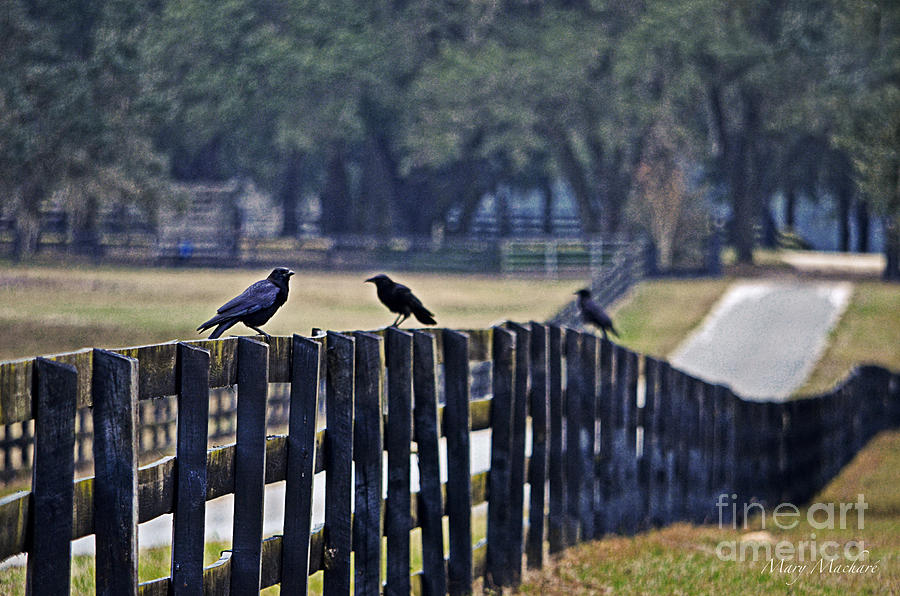 On the Fence - Florida Photograph by Mary Machare