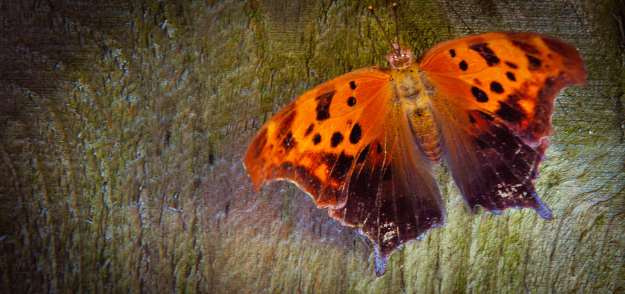 Butterfly Photograph - On the Fence Metamorphosis by Brenna Schelle