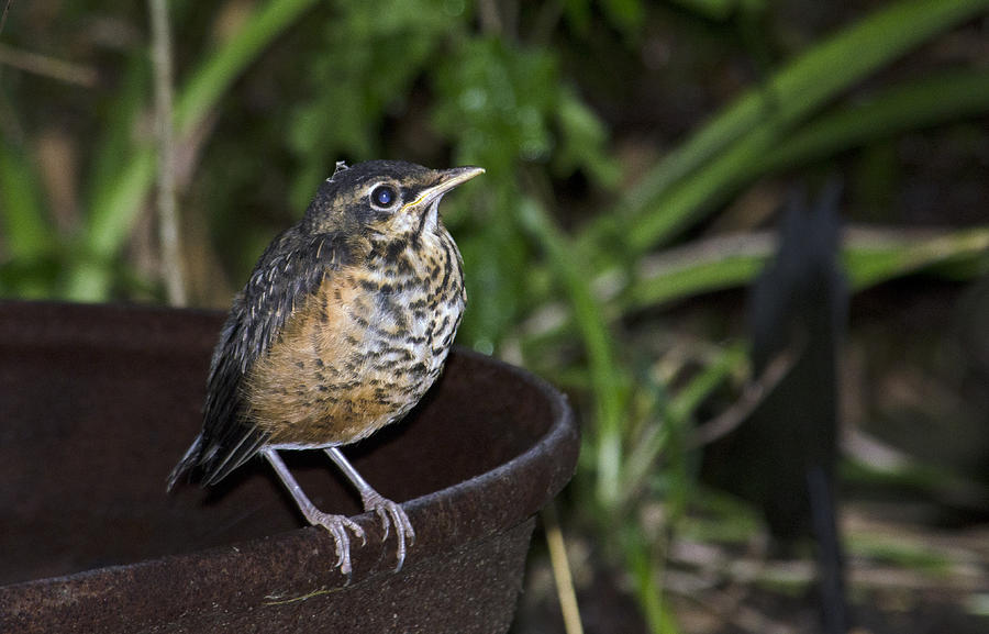 Robin Photograph - On the fire pot-Fledging Robin by Wade Clark