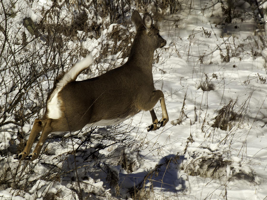 Deer Photograph - On The Fly  by Thomas Young