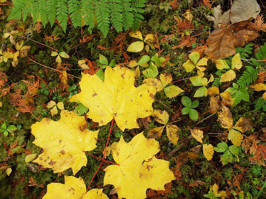 Fall Photograph - On the Forest Floor 2 by Gene Cyr