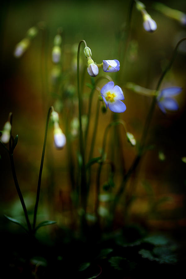 Forest Flowers Photograph - On The Forest Floor by Michael Eingle