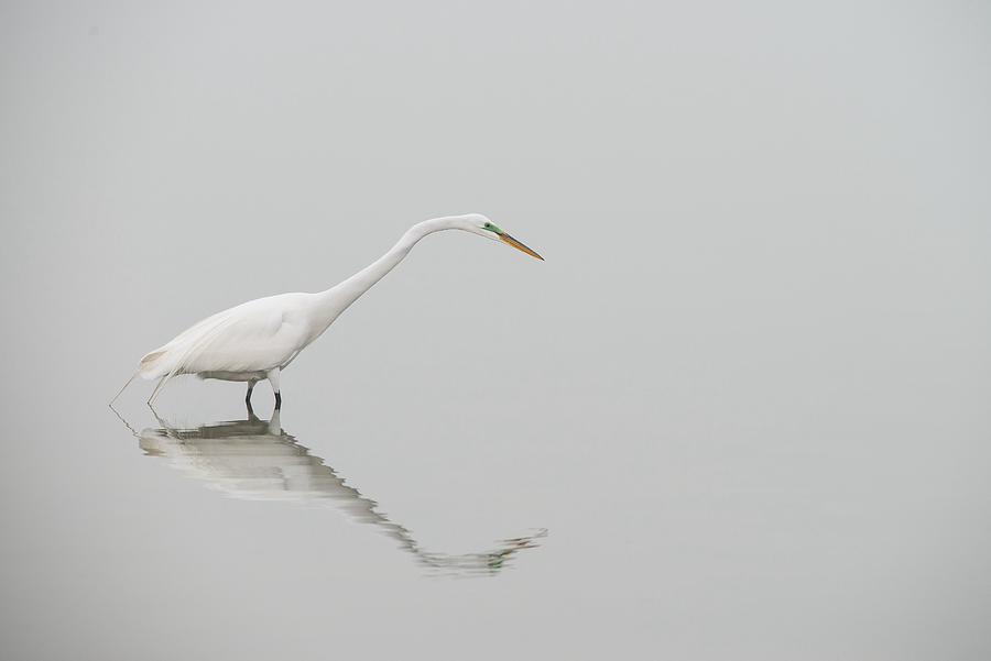 Egret Photograph - On The Hunt by Martha Lyle
