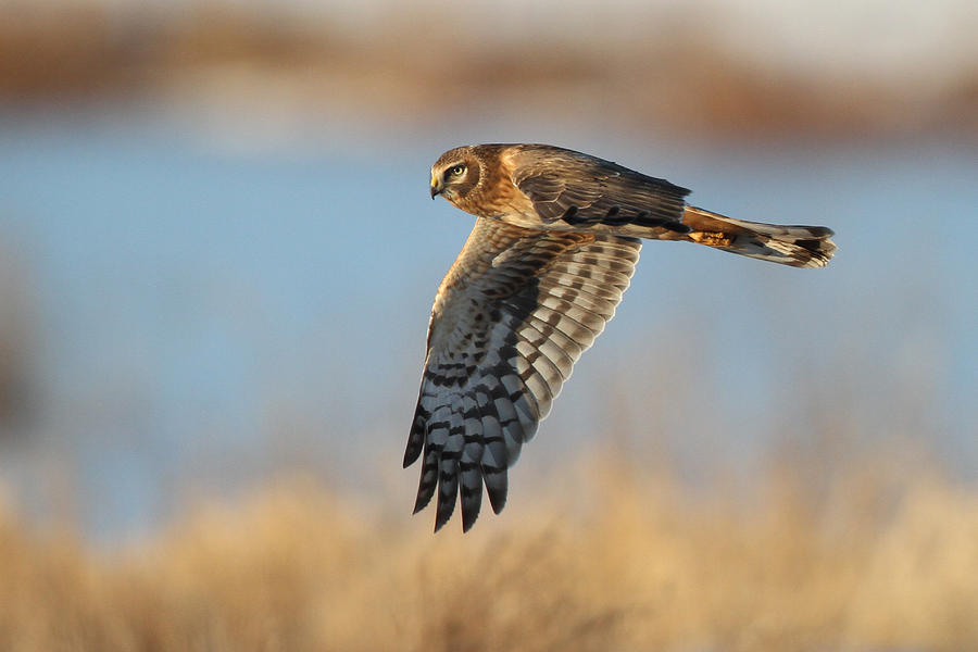 Bird Photograph - On The Hunt by Michael Rucci Bird Photograph - On The Hunt by Michael Rucci