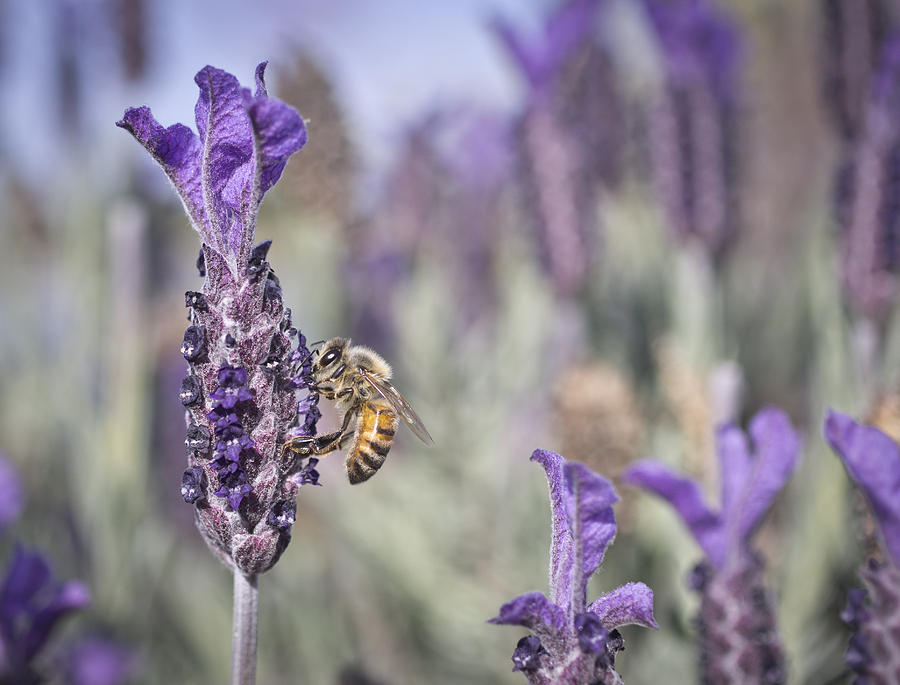 On The Lavender  Photograph by Priya Ghose
