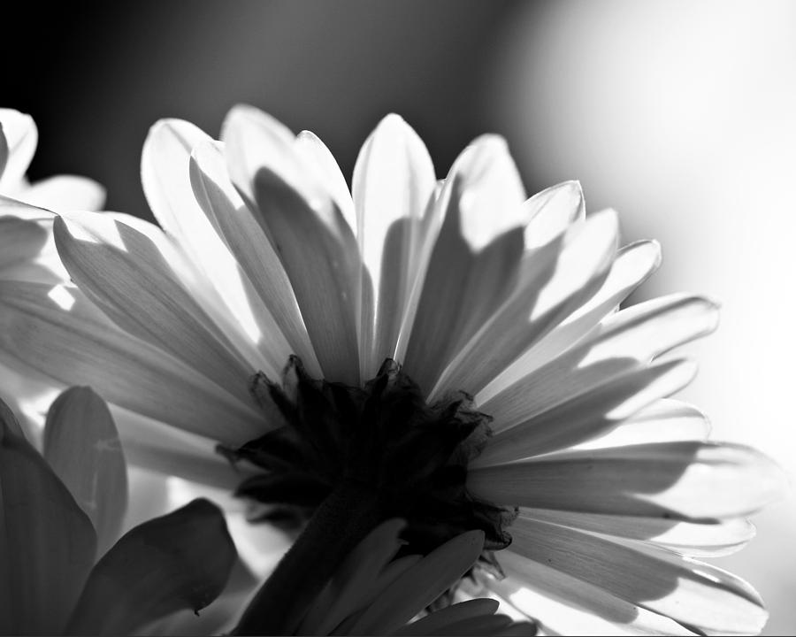 On The Ledge Photograph By Amelia Matarazzo - Fine Art America