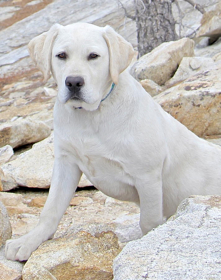 White Dogs Photograph - On the Lookout by Suzanne Oesterling
