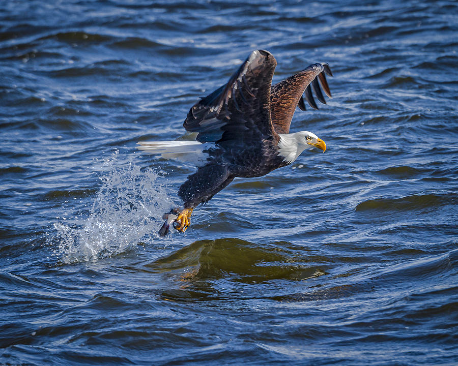 Eagle Photograph - On the Mark by Jack R Perry
