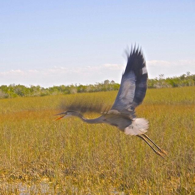 Egret Photograph - On The Move By Judy Kay On by Judy Kay