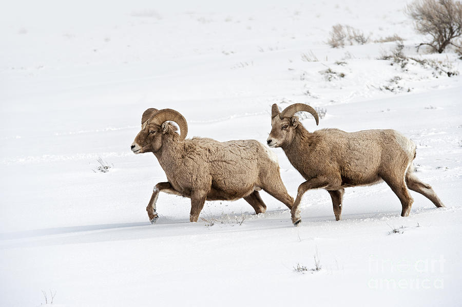 On The Move II Photograph by Sandra Bronstein