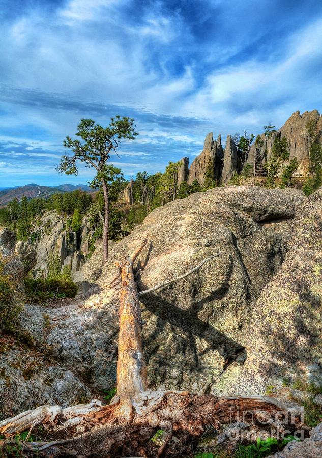 On The Needles Highway 2 Photograph by Mel Steinhauer